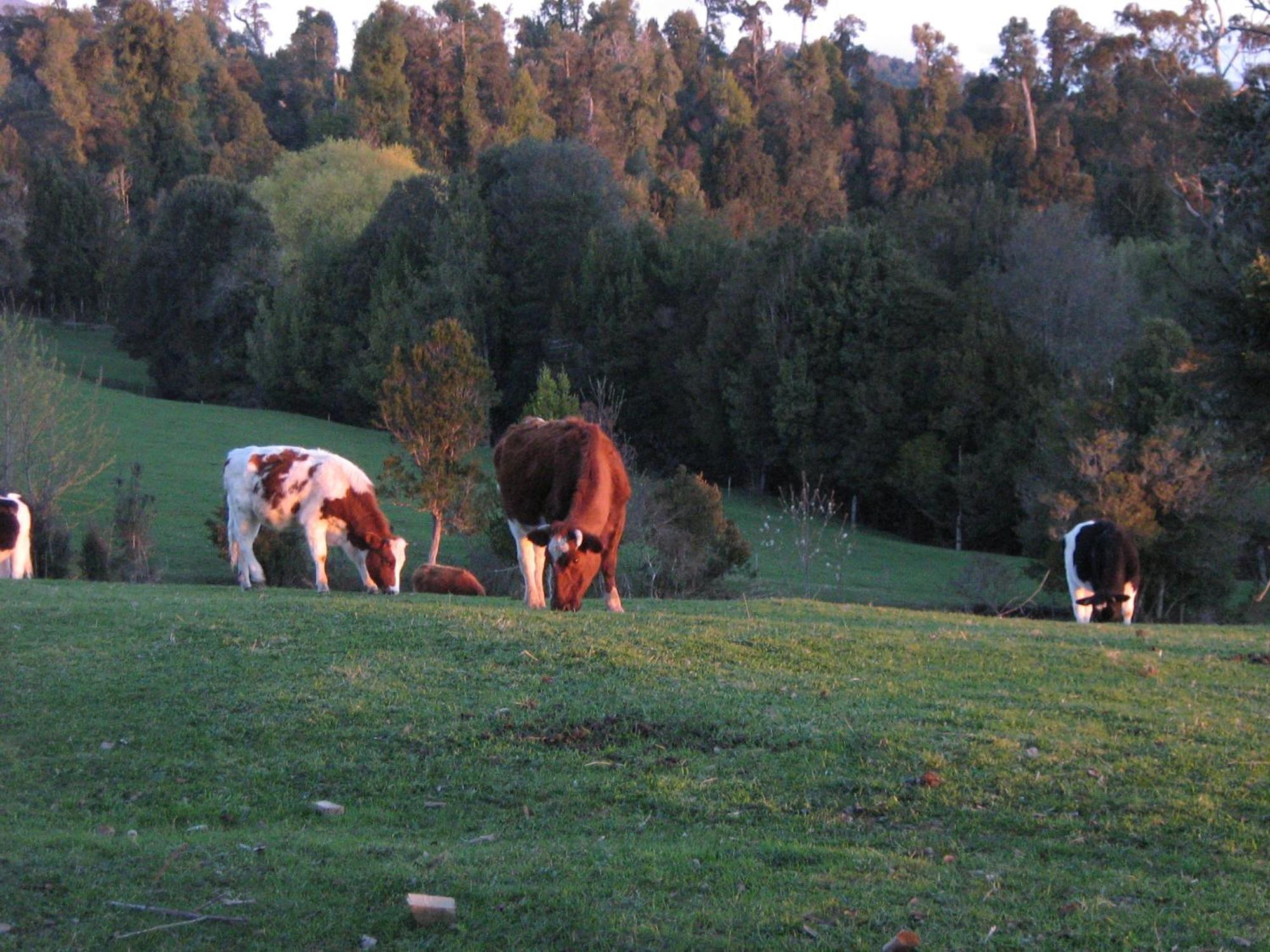 Lodge El Taique Puyehue Ngoại thất bức ảnh