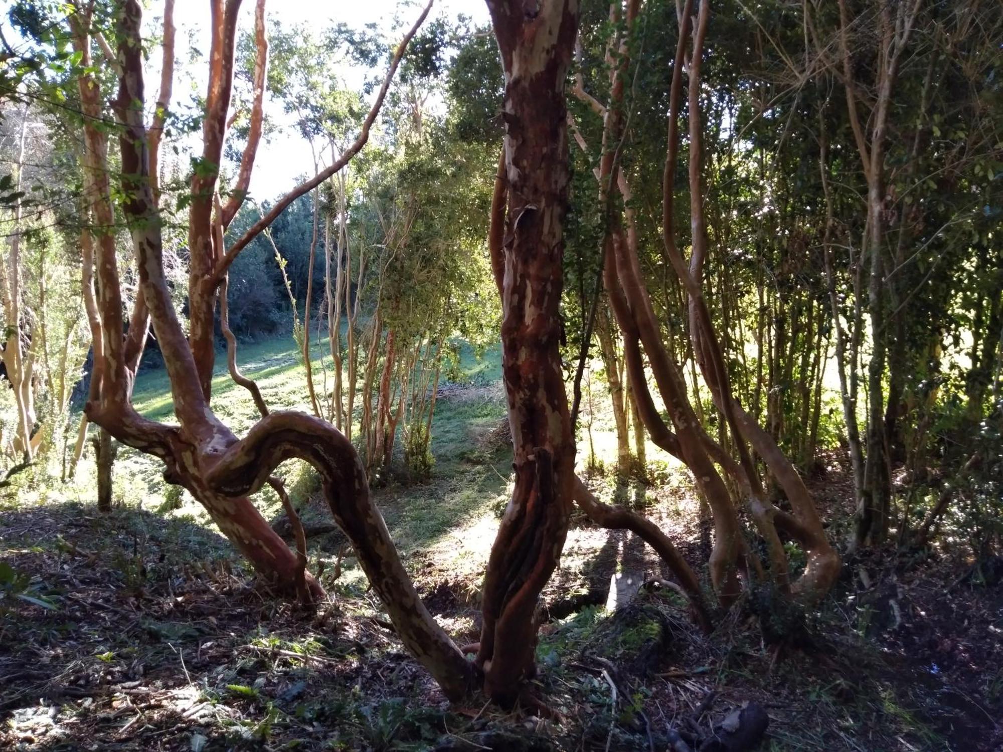 Lodge El Taique Puyehue Ngoại thất bức ảnh